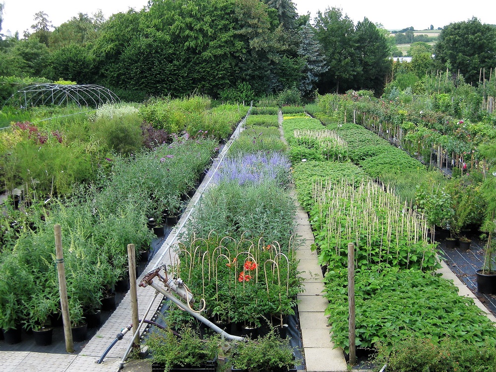 Vogg_Sommer_2009 1.jpg